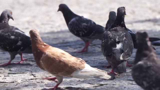 Pigeons doves and pigeons bird