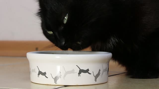 Cat feeding black