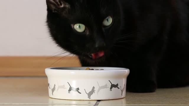 Cat feed black