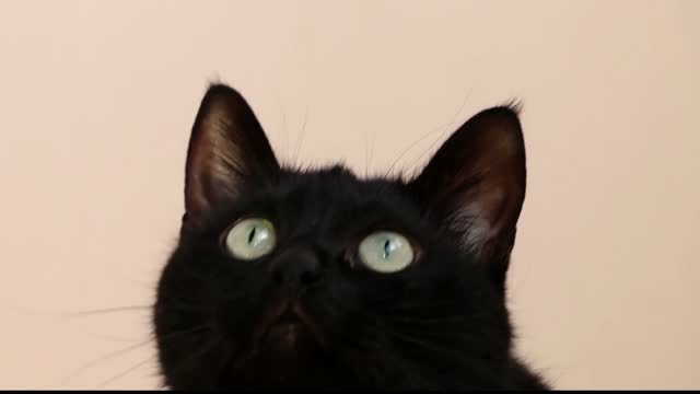 Cat head game
