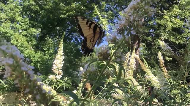 Butterfly flowers sunlight