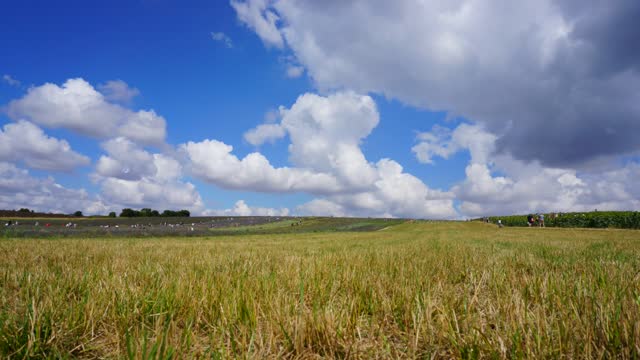 Field grass sky