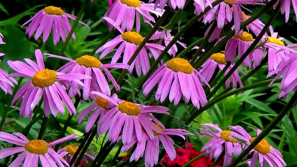 Flowers siberia summer