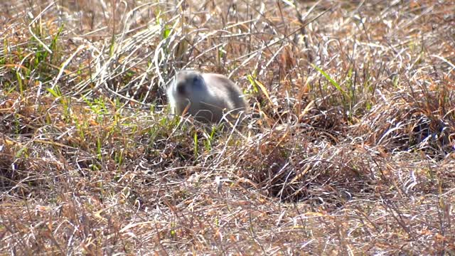 Nature animals rodents