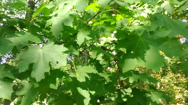 Wind leaves clone