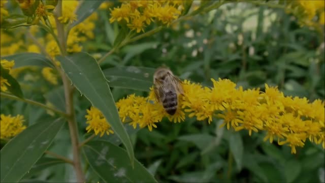 Bee bees nature