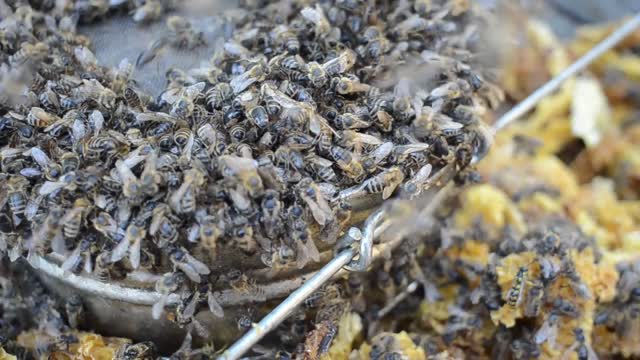 Bees buzzing honey