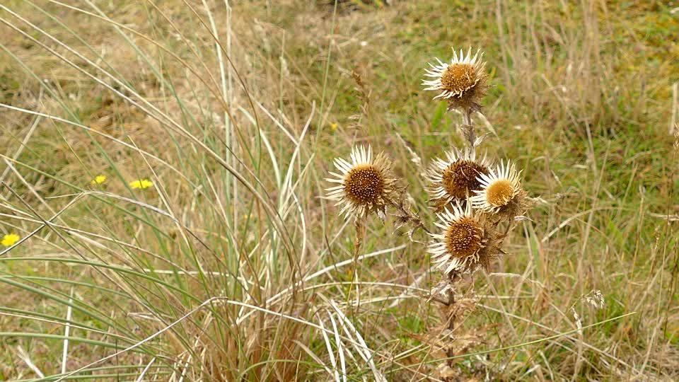 Thistle flowers plants