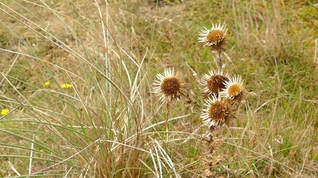 Thistle flowers plants