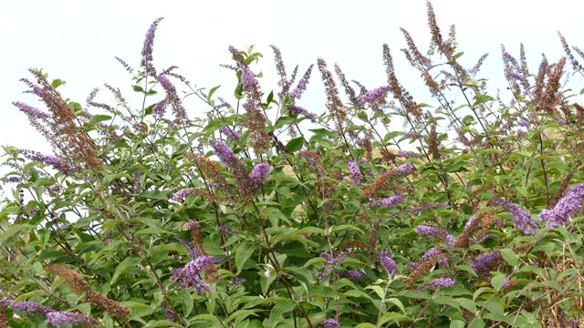 Flowers plants blowing
