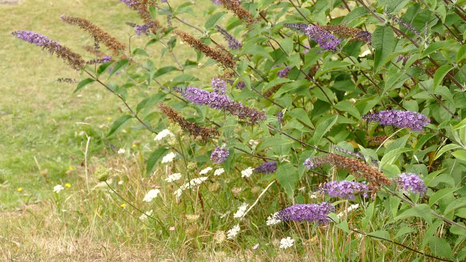 Flowers plants blowing