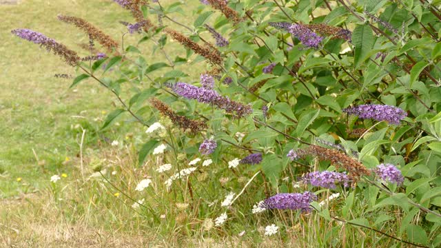 Flowers plants blowing