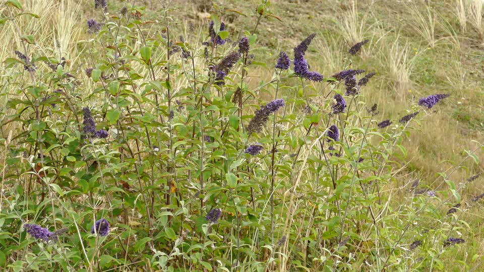 Flowers plants blowing