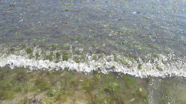 Seaweed sea waves