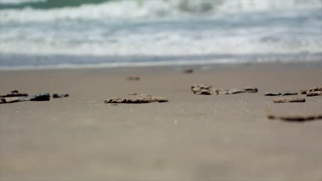 Beach footprints walking