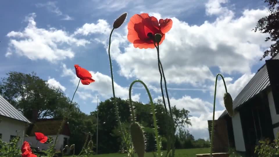Poppy flower garden