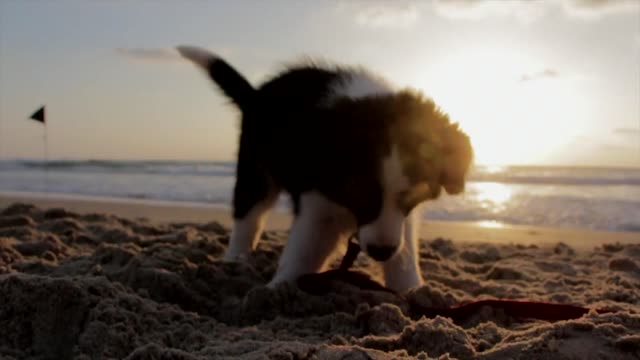 Puppy dog playful