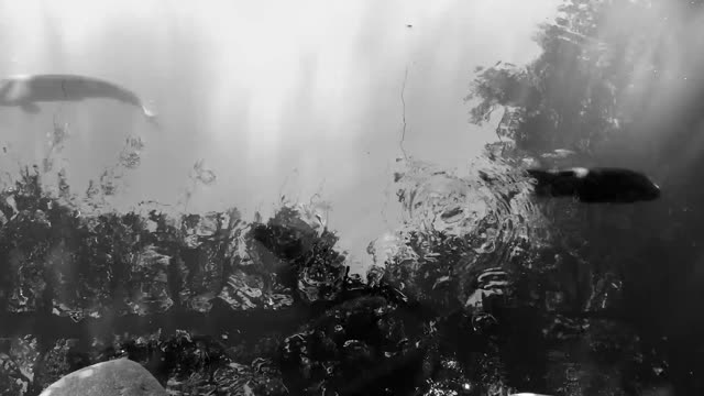 Pond fish ripples