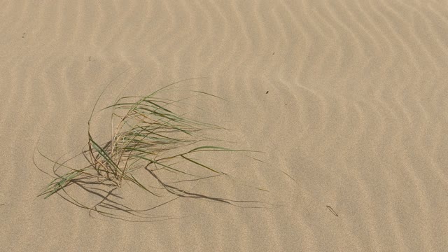 Beach sand wind