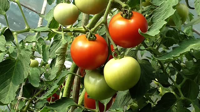 Tomatoes vegetables food