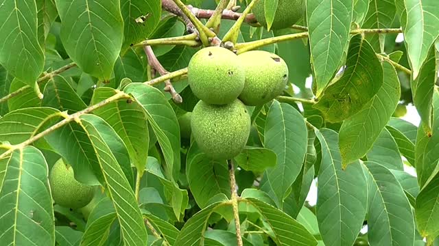 Walnut fruit tree