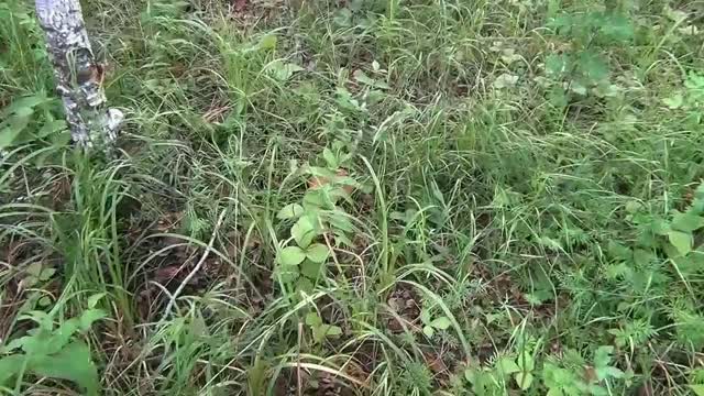 Siberia forest mushrooms
