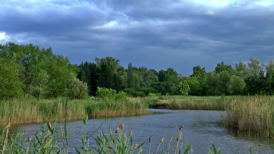 Summer wind nature