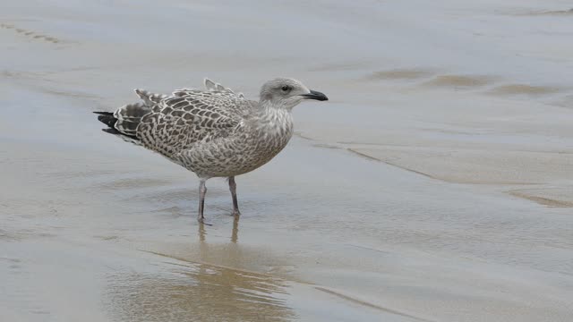 Seagull gulls eating