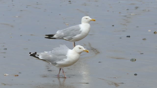 Seagulls gull sea
