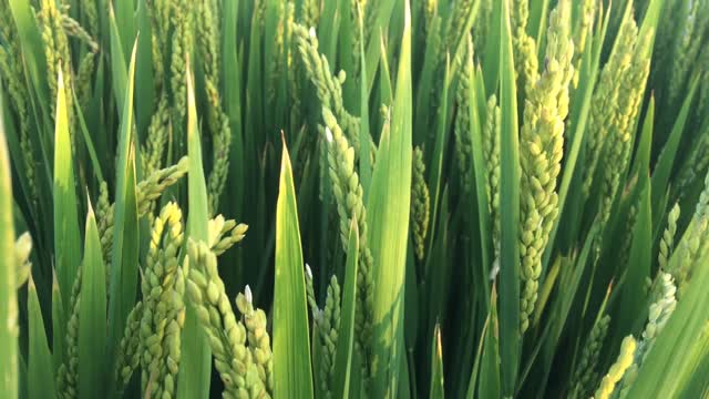 Green in rice field autumn