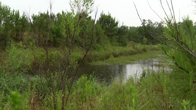 Rain pond plants