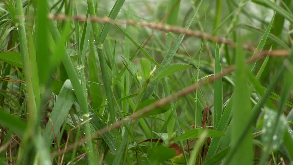 Grasshopper camouflage grass
