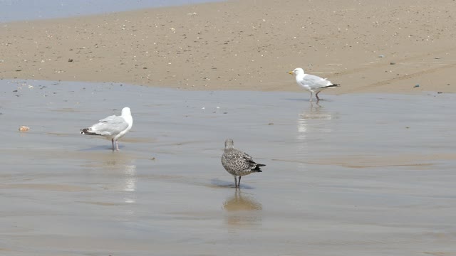 Seagulls beach gulls