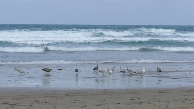 Sea beach waves