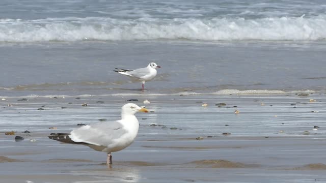 Seagulls ocean sea