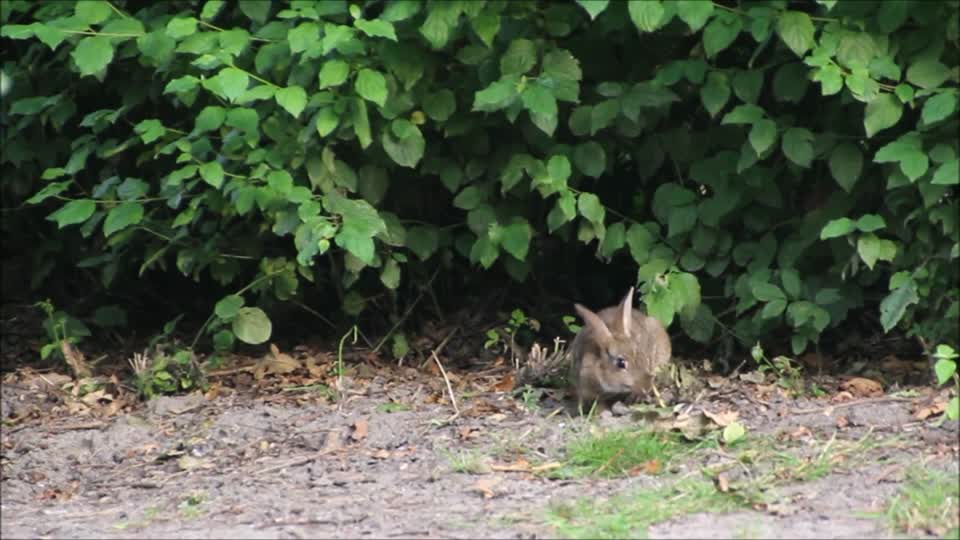 Rabbit wolf down careful