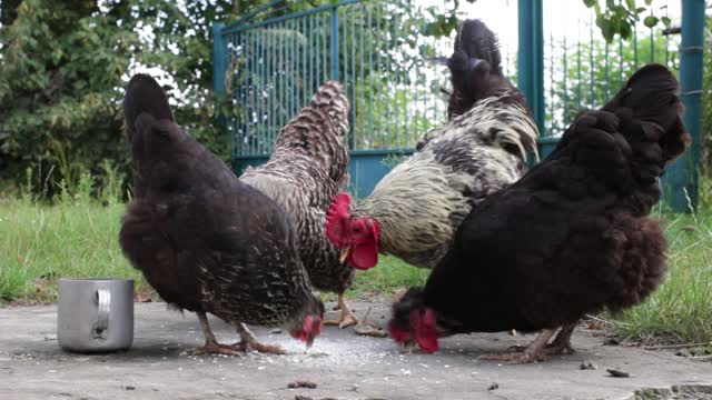 Chicken rooster chickens