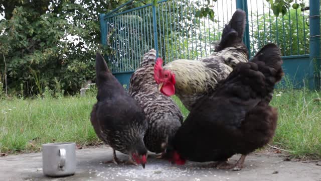 Chicken rooster chickens