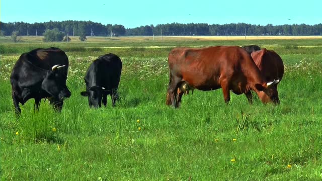 Summer meadow herd
