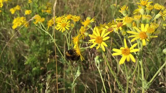 Bee insect drone
