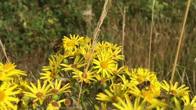 Bee drone insect
