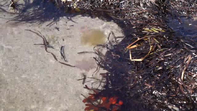 Sea pliers beach