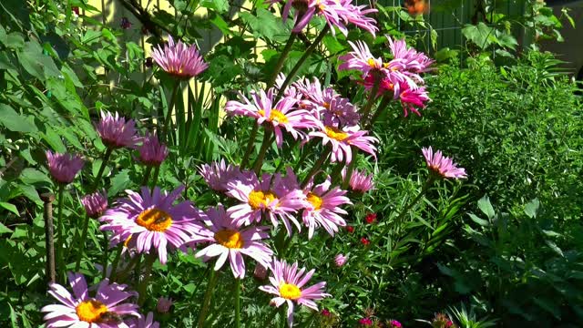 Flowers butterfly nature