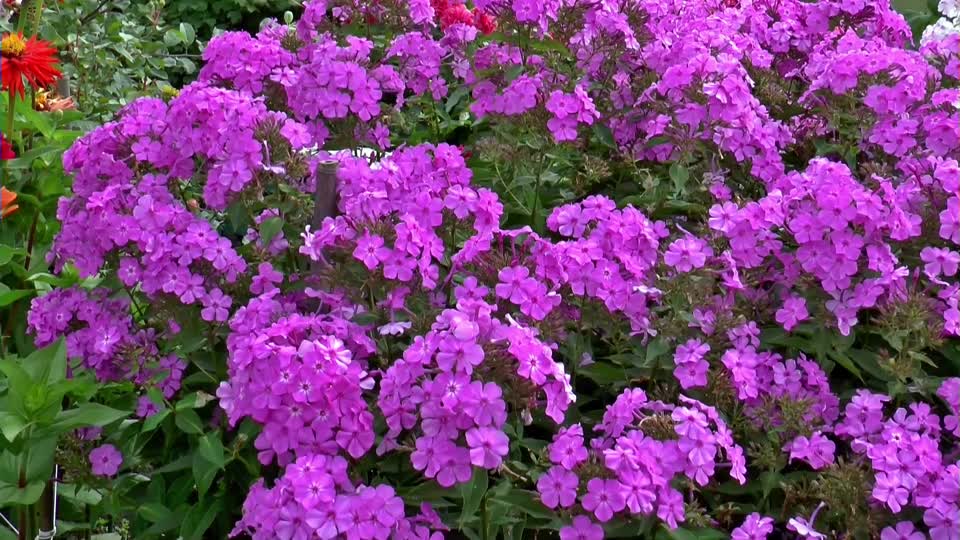 Flowers phlox close-up