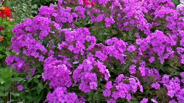 Flowers phlox close-up