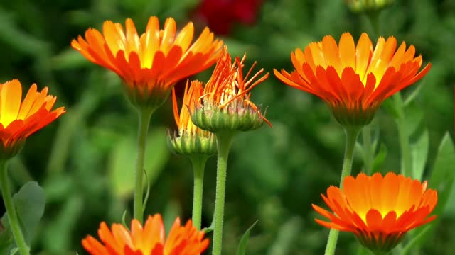 Flowers calendula plant