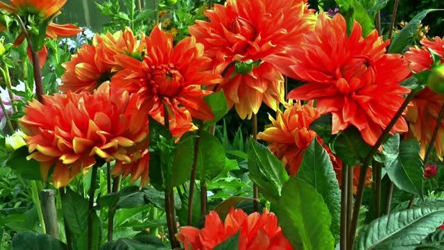 Summer dahlia nature