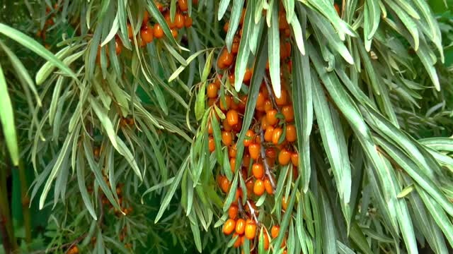 Siberia sea buckthorn plant