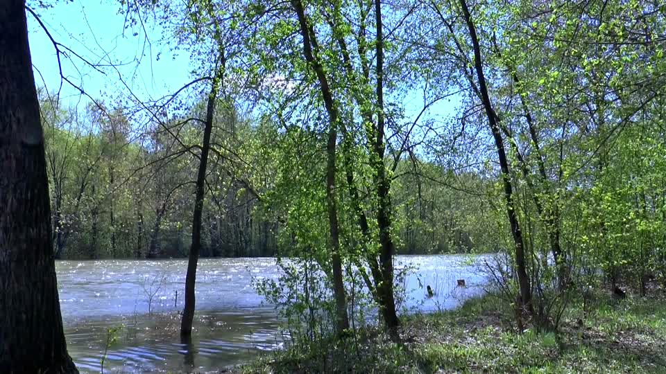 Spring river willow