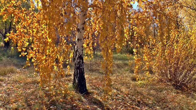 Autumn birch tree golden autumn